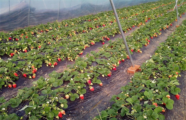 草莓 花期管理 技术要点