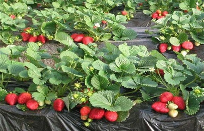 草莓 花期管理 技术要点