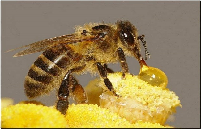 冬季如何给蜜蜂保温