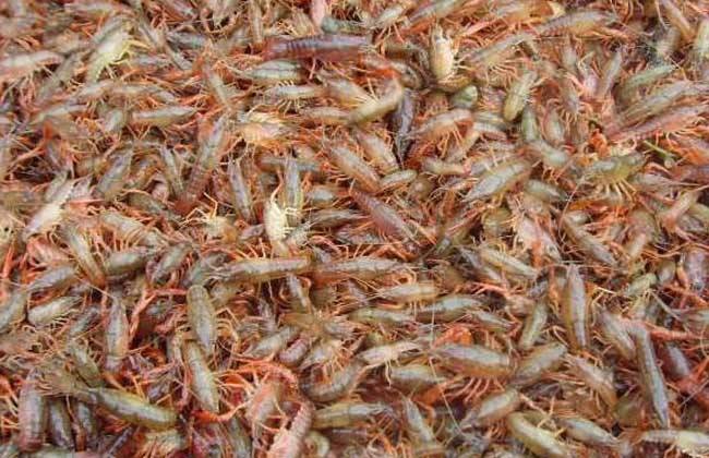 如何提高小龙虾养殖成活率