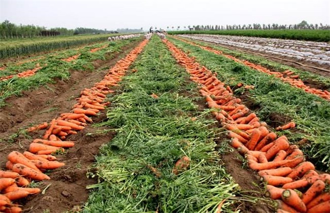 如何提高 胡萝卜 出苗率