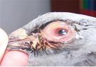 如何治疗鸽子眼睛流泪
