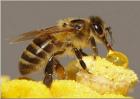 冬季如何给蜜蜂保温