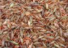 如何提高小龙虾养殖成活率
