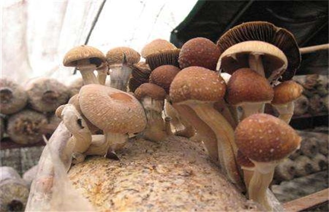 茶树菇常见病虫害