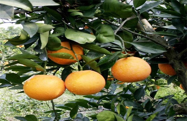 橙子价格多少钱一斤