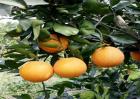 橙子价格多少钱一斤
