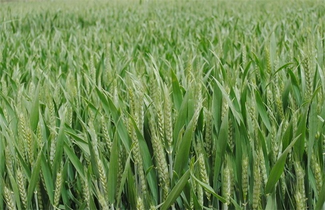 小麦 冬季施肥 注意事项