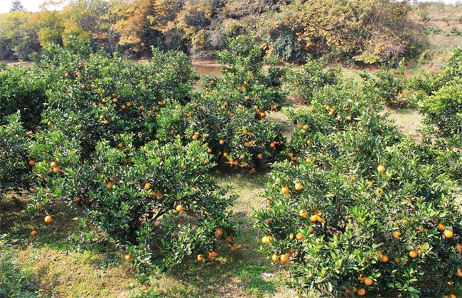 不同树龄 柑橘 修剪技术