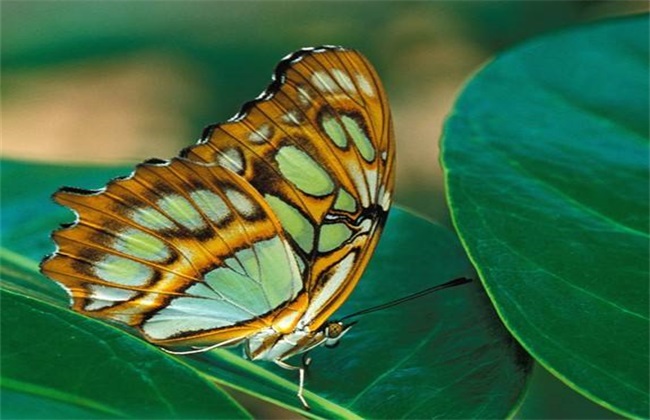 蝴蝶的养殖技术