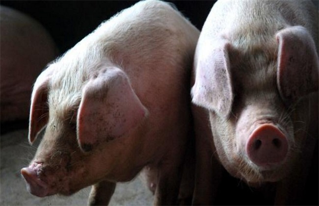 如何降低养猪成本