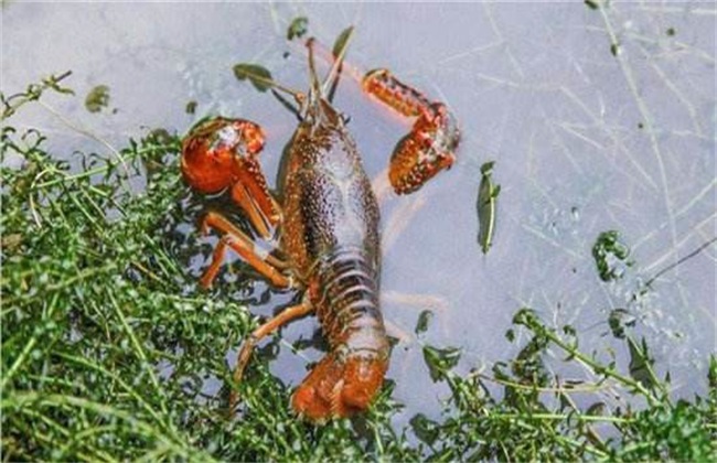 小龙虾养殖 水草 作用