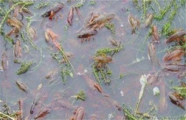 小龙虾养殖 水草 作用