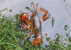小龙虾养殖水草的作用