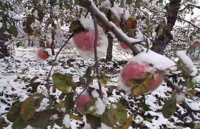 冬季果树容易冻伤的位置