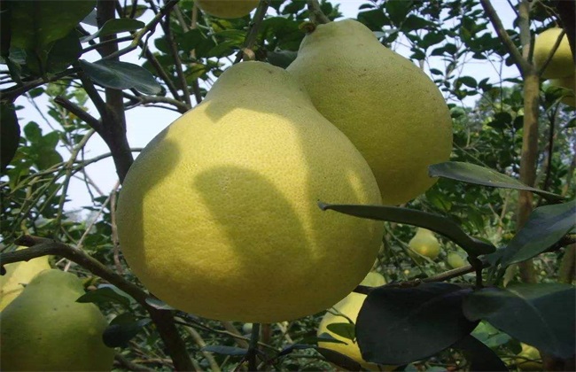 沙田柚的种植条件