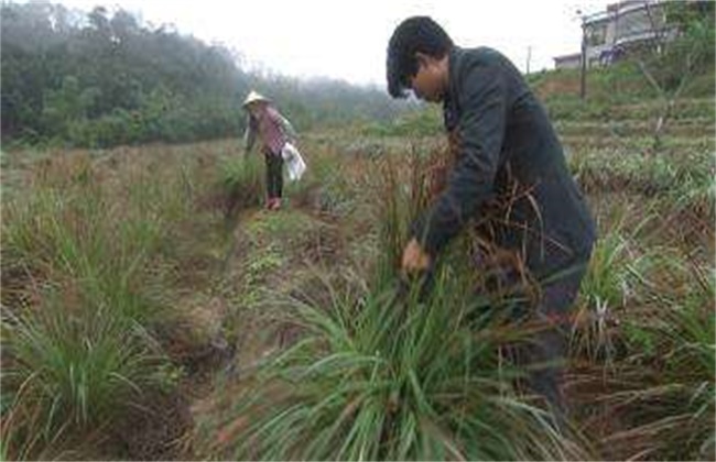 香茅草的种植方法