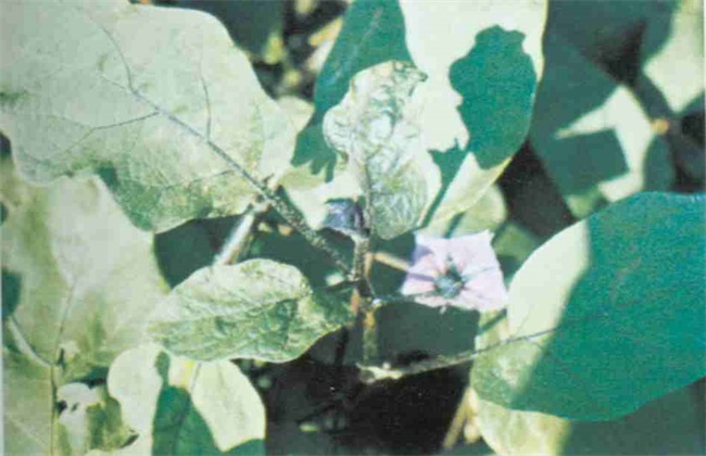 木棉 常见病虫害 防治