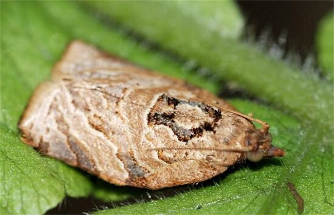 木棉 常见病虫害 防治