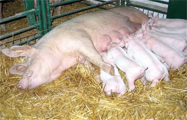 预防母猪压死仔猪的方法
