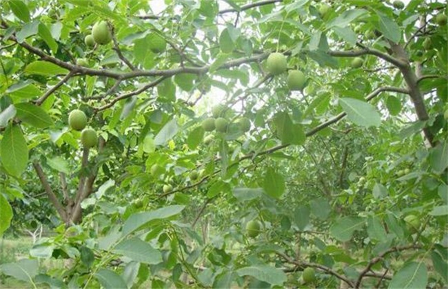 核桃树的施肥方法