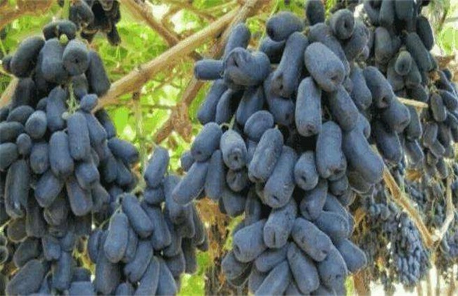 蓝宝石葡萄的花果管理技术