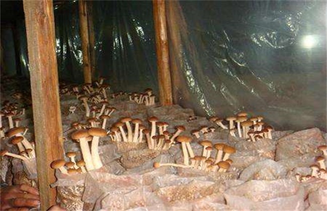 茶树菇的种植条件