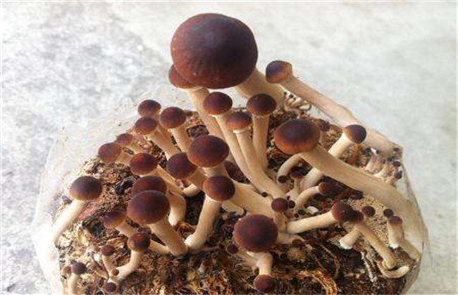 茶树菇的种植注意事项