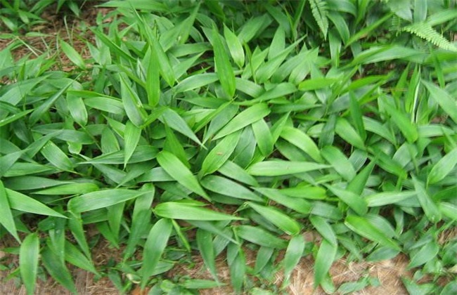 淡竹叶的种植技术