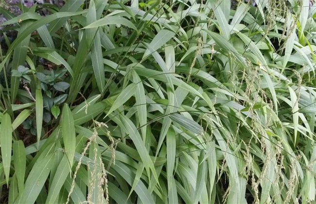 淡竹叶 种植 技术