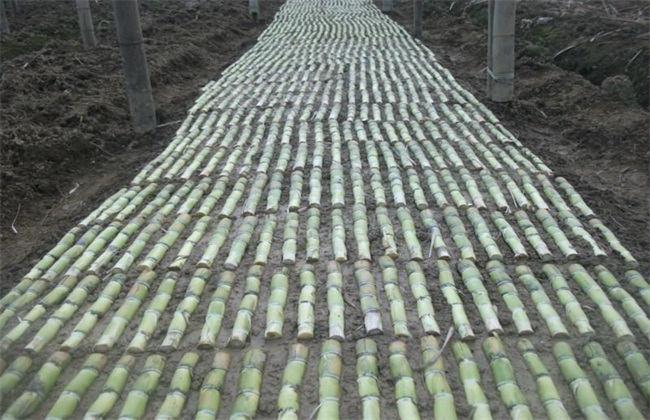 甘蔗蔗种的处理方法