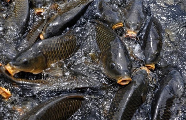 鲤鱼养殖成本与利润分析