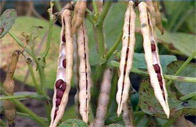 红小豆 种植 技术
