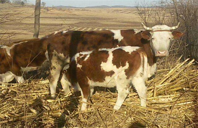 母牛带犊繁育技术