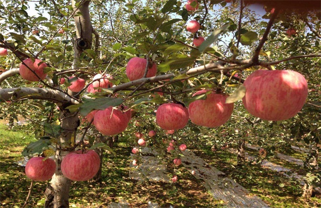 苹果树 生长失衡 如何修剪