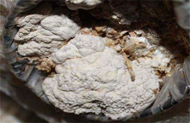 平菇畸形菇的原因及防治方法