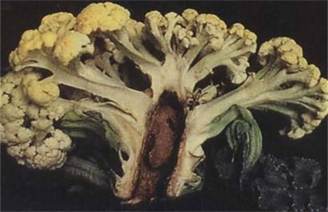 花椰菜缺硼症状及防治措施