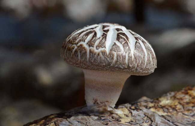花菇的形成条件