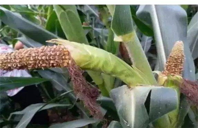 玉米缺粒秃尖