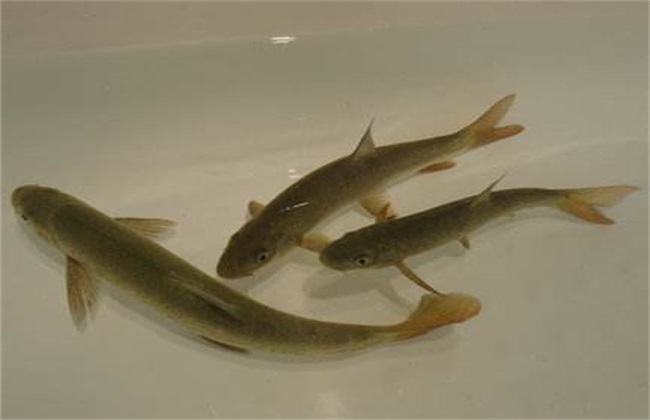 裂腹鱼的人工养殖技术