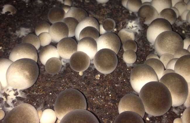 草菇的病虫害防治技术