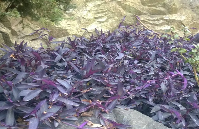 紫鸭跖草 该怎么 种植