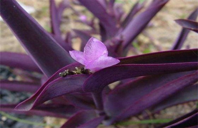紫鸭跖草 该怎么 种植