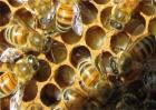 新手养蜂注意事项