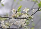 梨树反季节开花的原因及预防措施