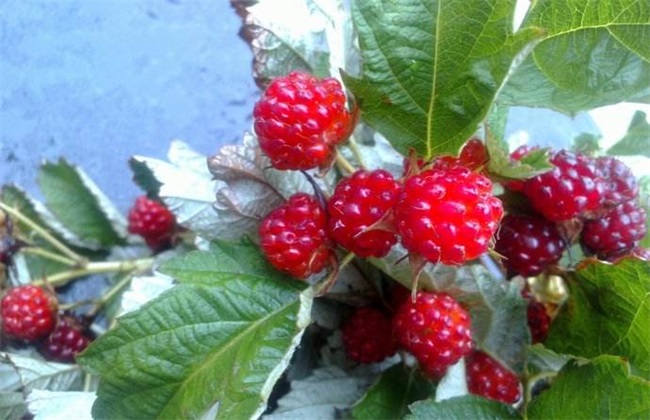 野草莓 种植 怎么管理