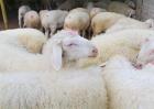 种羊淘汰后怎么育肥