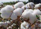 棉花脱肥的原因及补救措施