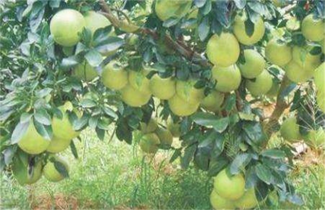 沙田柚高产的栽培技术
