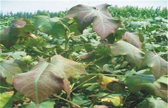 棉花肥害原因及防治方法